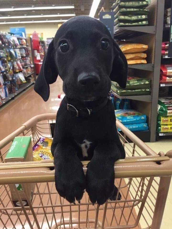 puppy in cart