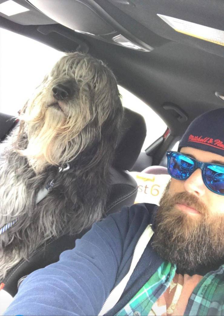 dog with beard in car