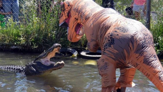 alligator vs t rex