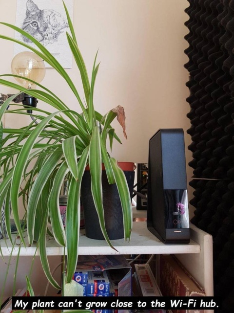 plant growing next to wifi - My plant can't grow close to the WiFi hub.