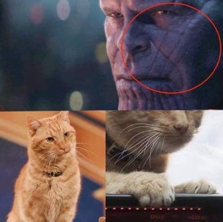 Avengers Endgame funny meme with Thanos and an orange cat