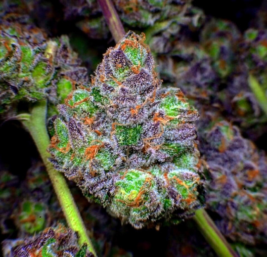 pic -cannabis