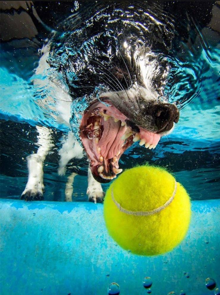funny photos of swimming dogs