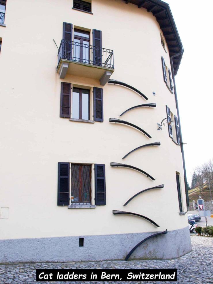 cat ladder - Derdele Cat ladders in Bern, Switzerland