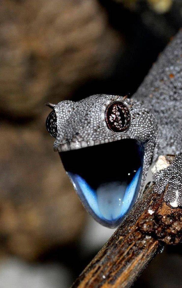 surprised gecko face