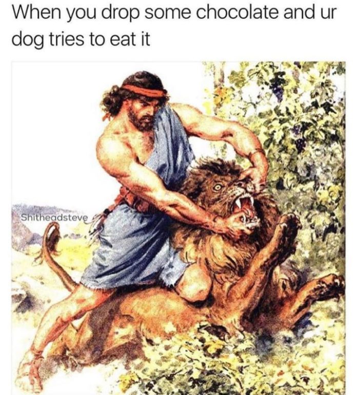 your dog eats something meme - When you drop some chocolate and ur dog tries to eat it Shitheadsteve