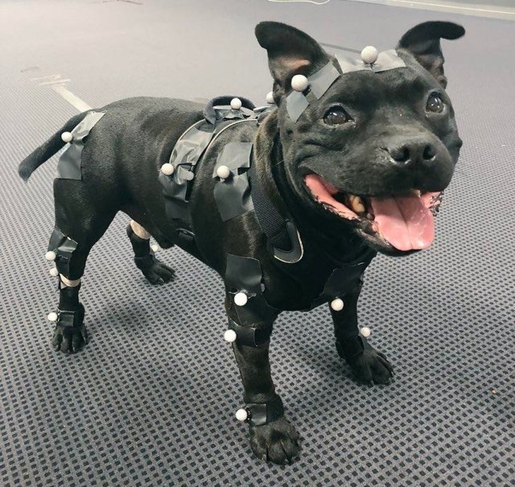 dog motion capture