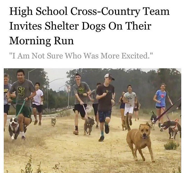 cross country memes - High School CrossCountry Team Invites Shelter Dogs On Their Morning Run "I Am Not Sure Who Was More Excited."