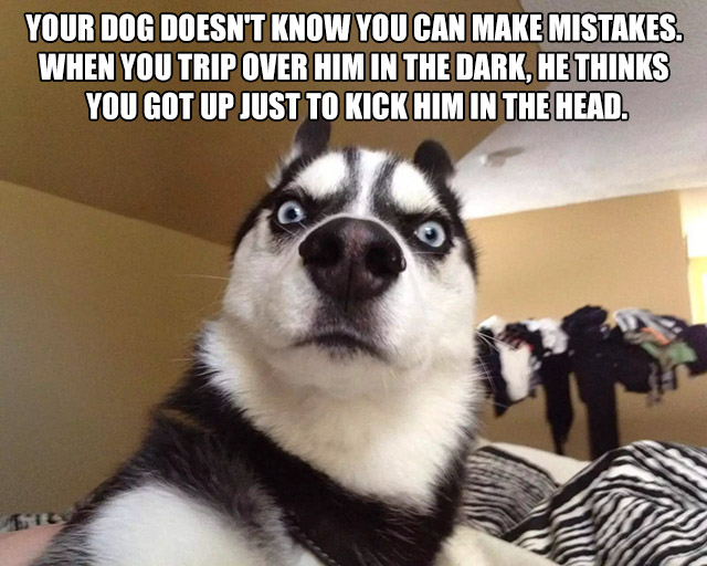 funny omg - Your Dog Doesn'T Know You Can Make Mistakes. When You Trip Over Him In The Dark, He Thinks You Got Up Just To Kick Him In The Head. 1