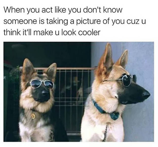 funny animal couple memes - When you act you don't know someone is taking a picture of you cuz u think it'll make u look cooler