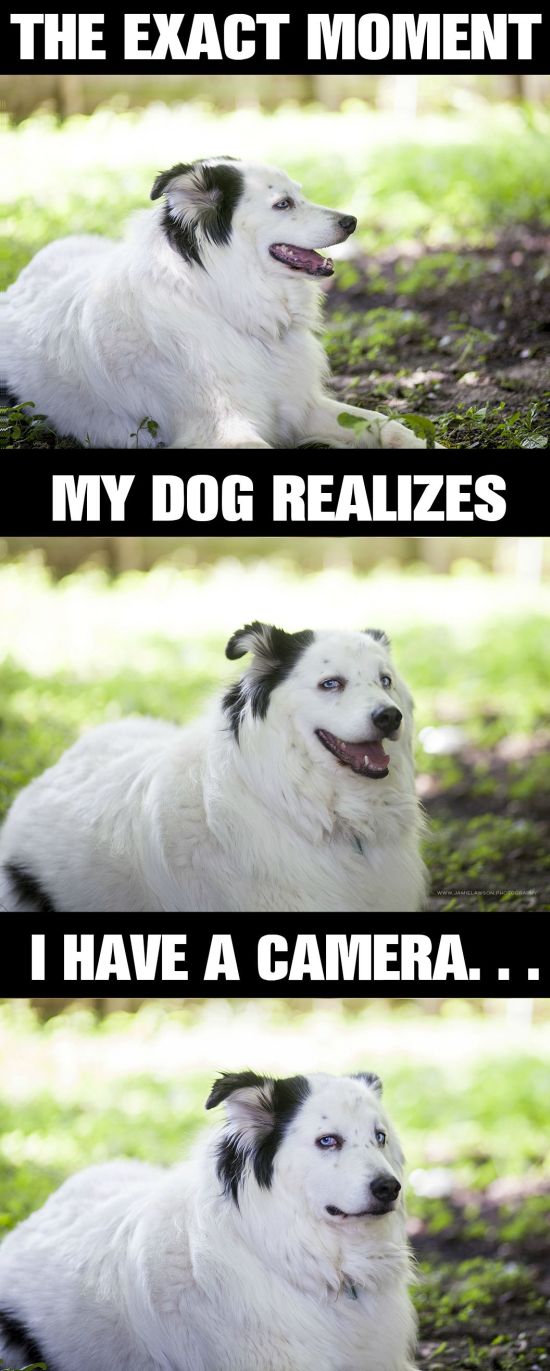 random cool pic of moment my dog realizes i have a camer - The Exact Moment My Dog Realizes I Have A Camera...