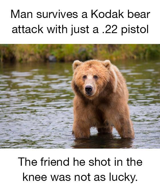 man survives bear attack with .22 - Man survives a Kodak bear attack with just a .22 pistol The friend he shot in the knee was not as lucky.