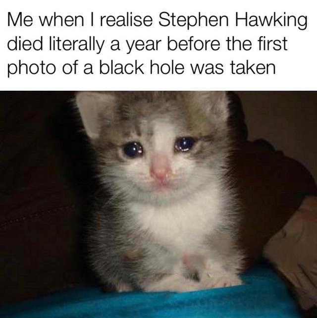 Sad kitten Stephen Hawking died a year before the black hole picture was released meme