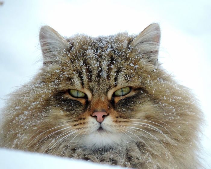Funny Memes - wild siberian cat