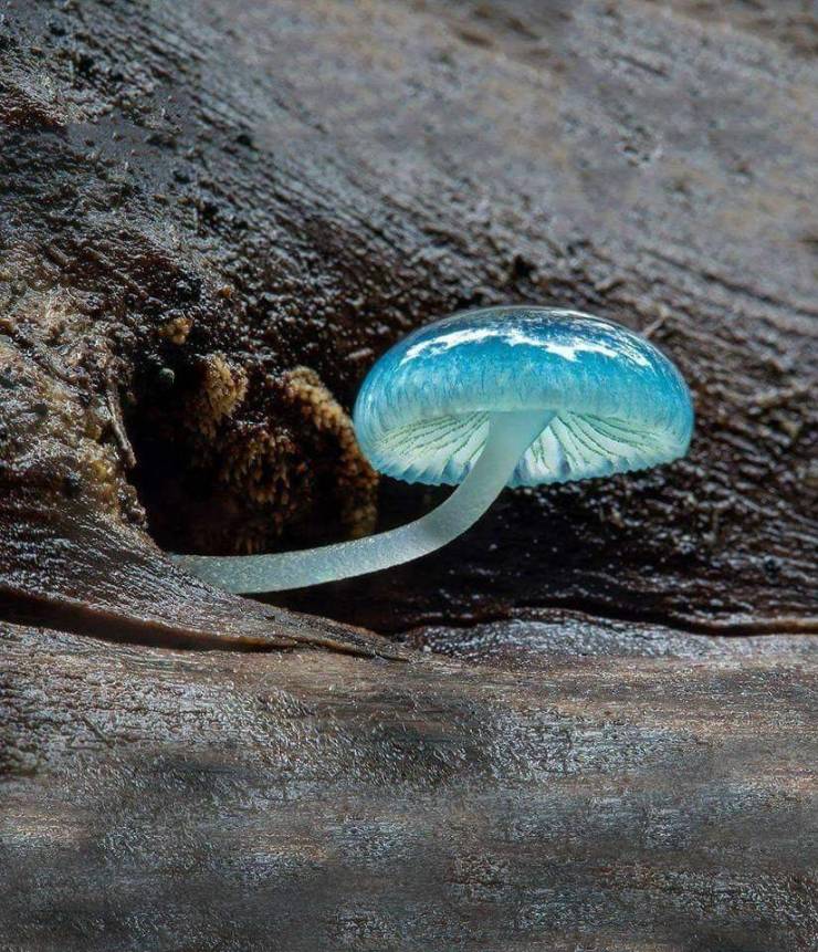 Funny Memes - blue mycean mushroom