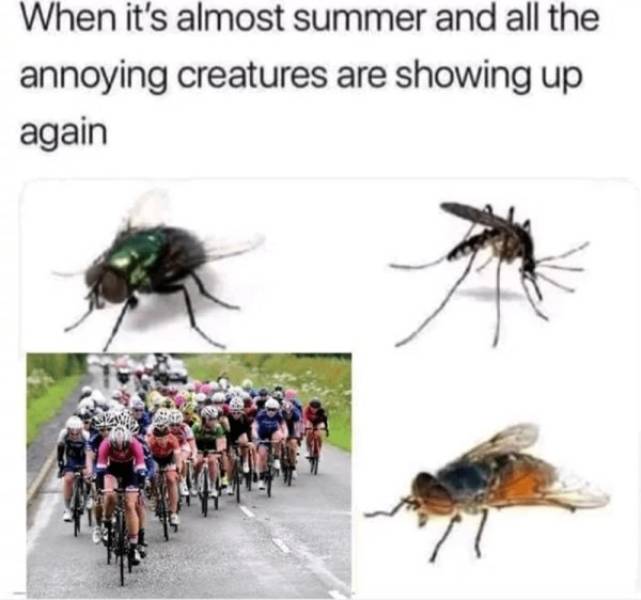 it's summer and all the annoying creatures - When it's almost summer and all the annoying creatures are showing up again