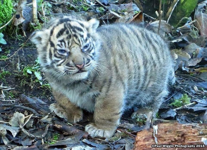 absolute units elon musk - chubby baby tiger - Paul Wiggin Photography 2015