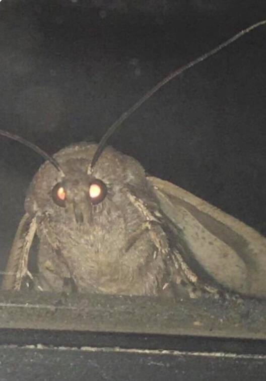 absolute units elon musk - lamp moth bröther