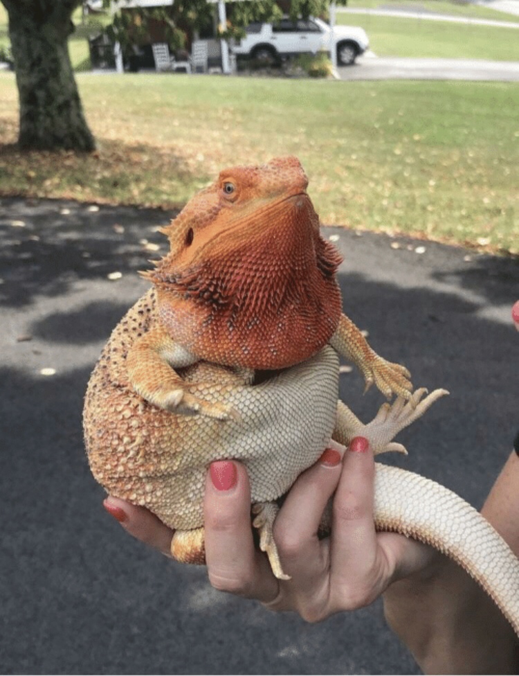 absolute units elon musk - obese bearded dragon