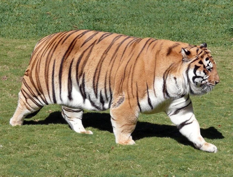 absolute units elon musk - oh lawd he comin tiger