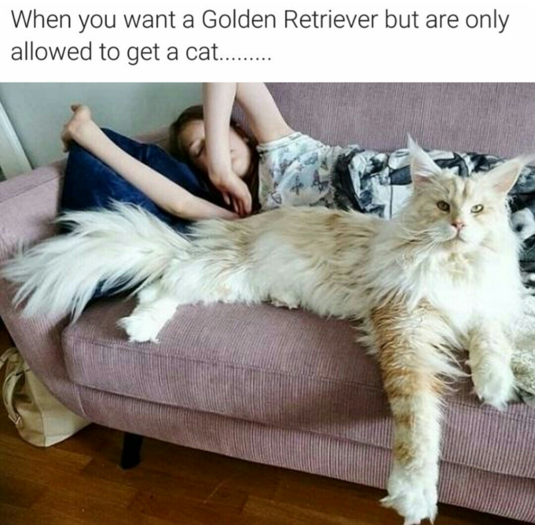 absolute units elon musk - cat maine coon - When you want a Golden Retriever but are only allowed to get a cat......
