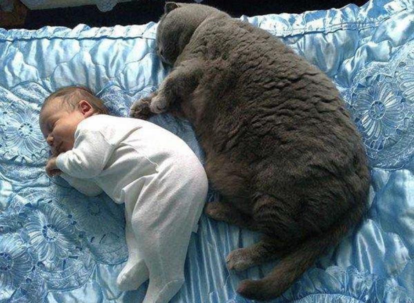 absolute units elon musk - fat cats and babies