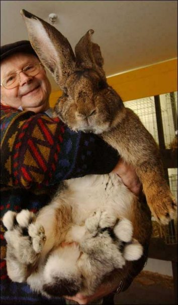 absolute units elon musk - worlds biggest bunny