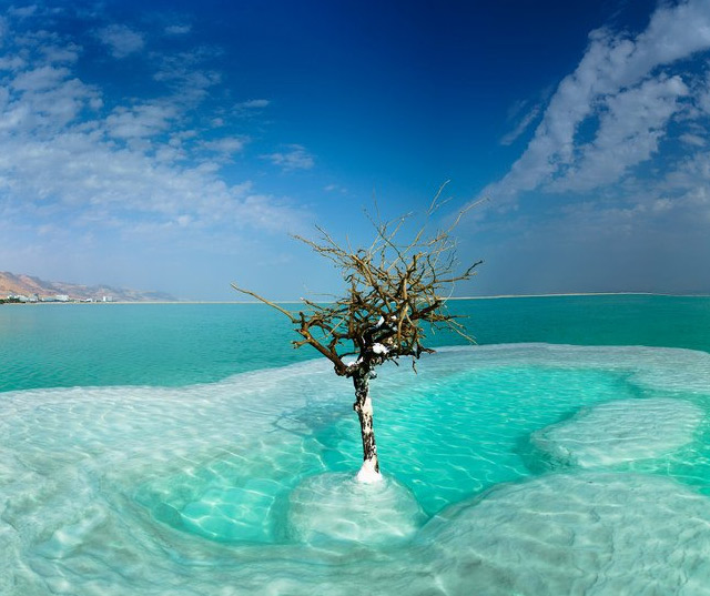 dead sea tree