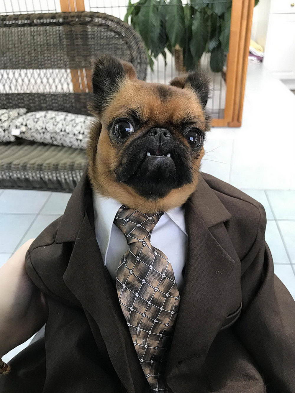 funny memes - dog in suit