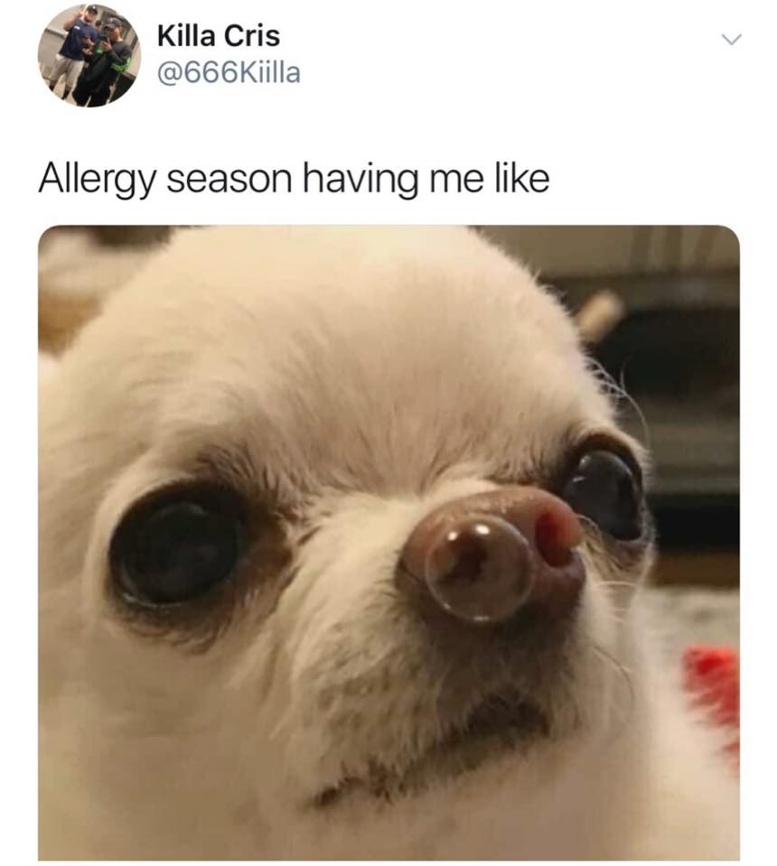 funny memes - chihuahua with bubble in nose - Killa Cris Allergy season having me
