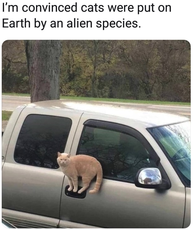 Funny meme - cat on the car door - I'm convinced cats were put on Earth by an alien species.