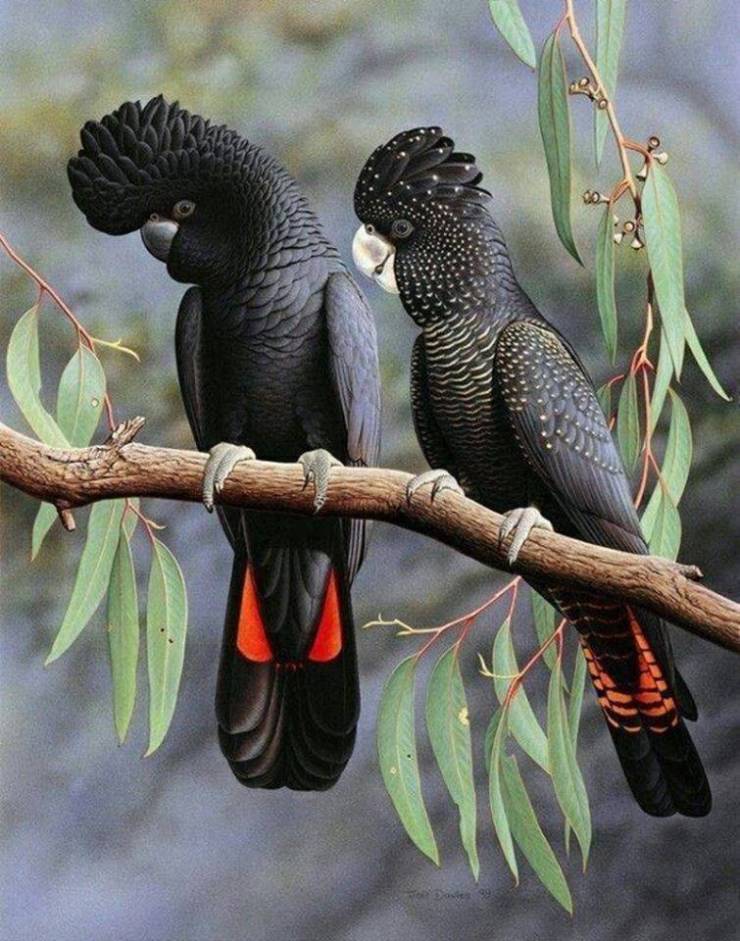 red tailed black cockatoo pet