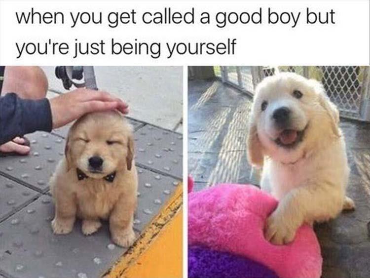 Funny relatable memes - wholesome memes - when you get called a good boy but you're just being yourself