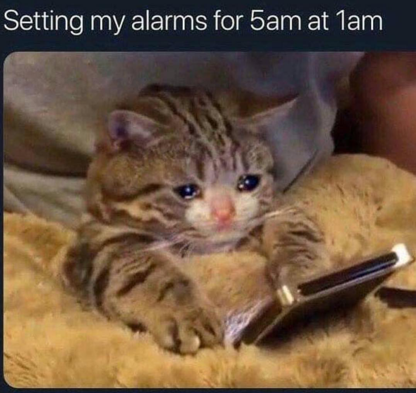 Funny relatable memes - reaction pics cat meme - Setting my alarms for 5am at 1am
