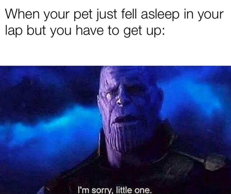 Avengers Endgame memes - thanos i m sorry little one - When your pet just fell asleep in your lap but you have to get up I'm sorry, little one