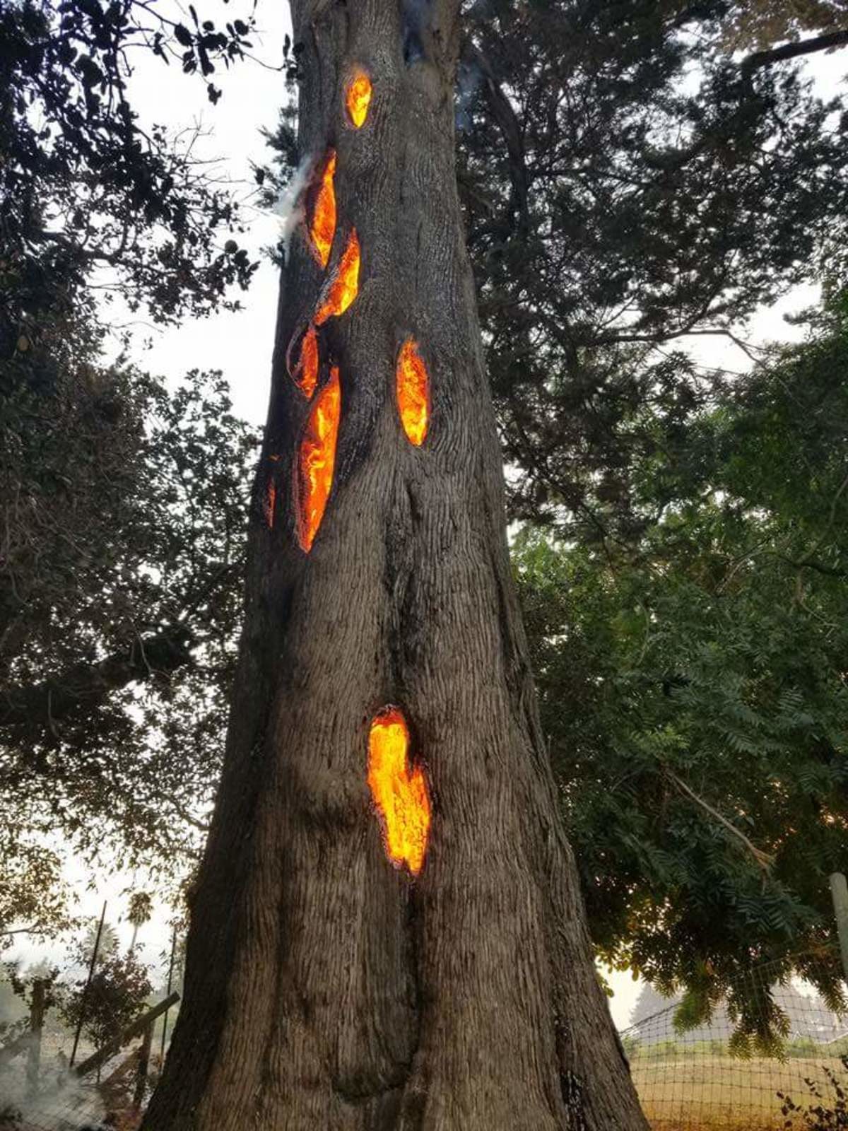 tree burning from the inside