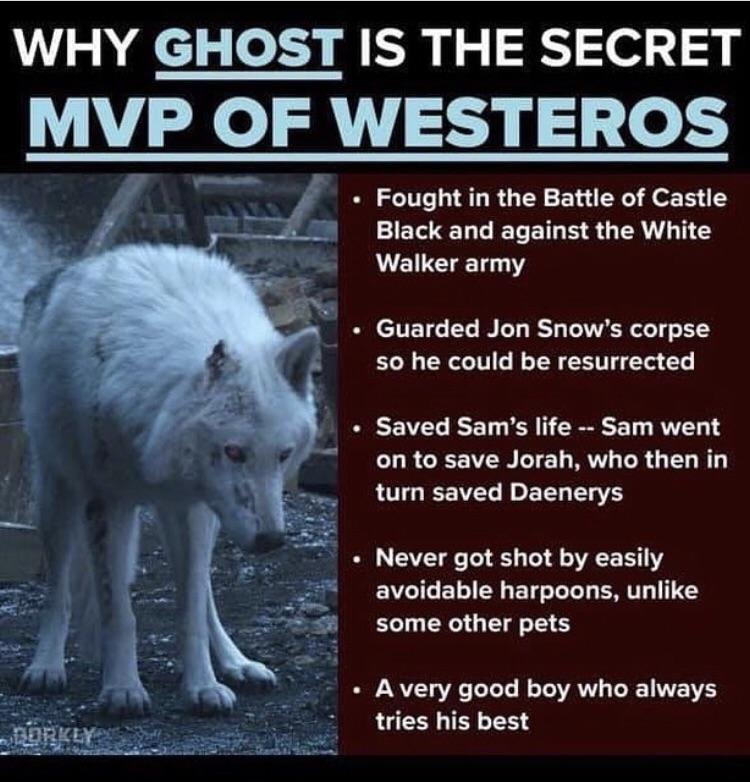 Ghost meme game of thrones - Why Ghost Is The Secret Mvp Of Westeros Fought in the Battle of Castle Black and against the White Walker army Guarded Jon Snow's corpse so he could be resurrected Saved Sam's life Sam went on to save Jorah, who then in turn s
