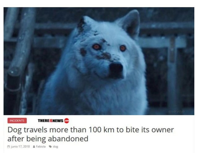 Ghost meme game of thrones - Incidents Thereisnews.Com Dog travels more than 100 km to bite its owner after being abandoned junio 17, 2018 a Fabiola d og