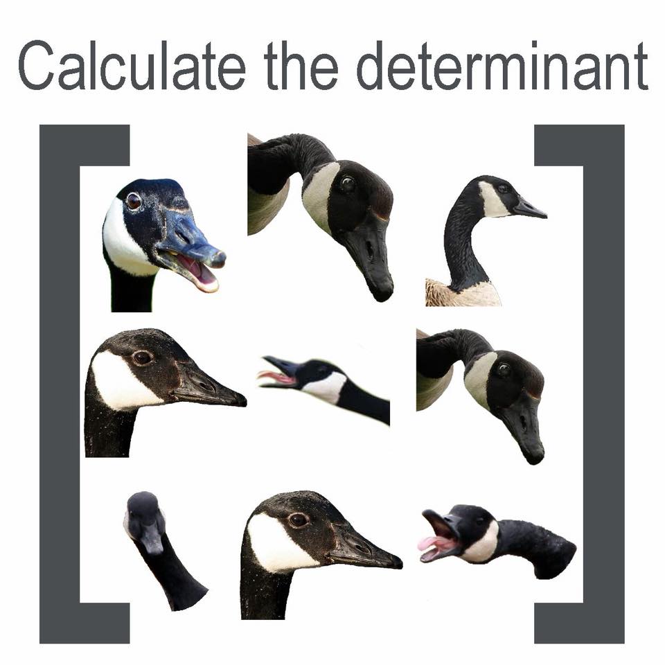 Funny math memes - beak - Calculate the determinant