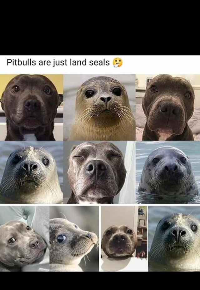 pitbulls are just land seals - Pitbulls are just land seals