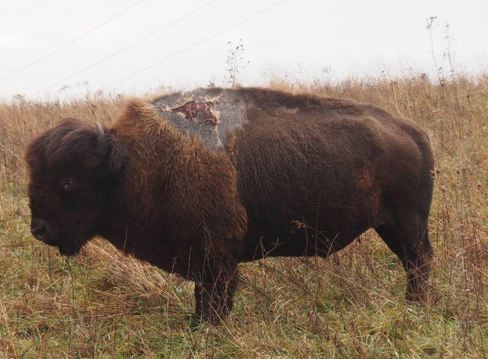 bison struck by lightning