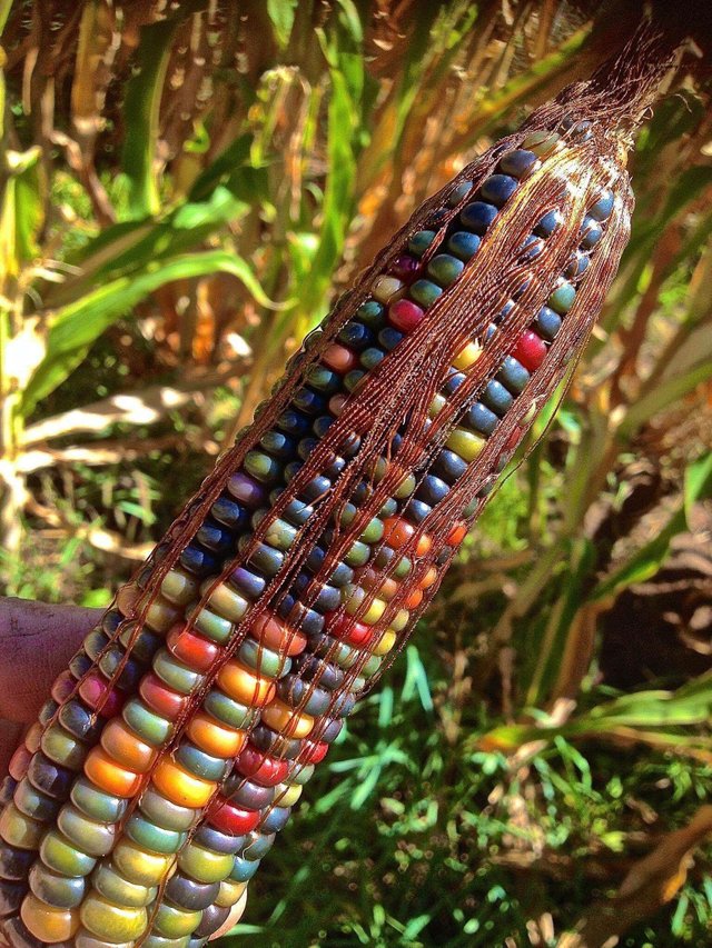This is a Native American variety of corn called 'Glass Gem Corn' and yes it really does grow like that.