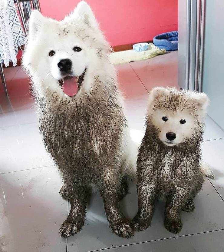 muddy white dogs