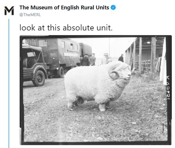 absolute units elon musk - elon musk sheep - M The Museum of English Rural Units The look at this absolute unit. Tajov