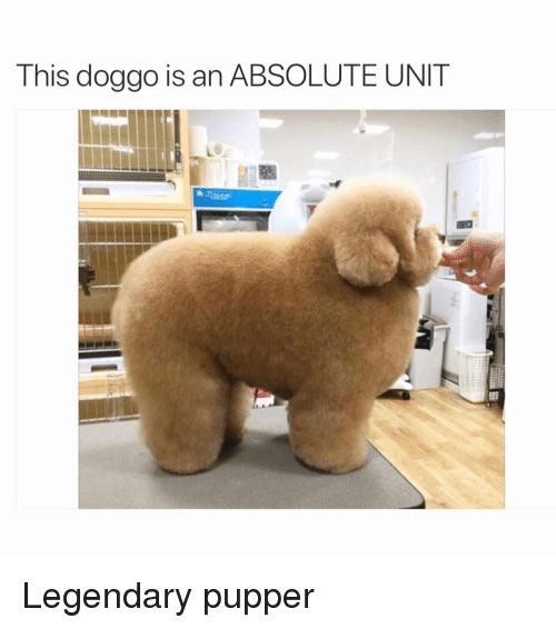 absolute units elon musk - absolute unit dogs - This doggo is an Absolute Unit Legendary pupper