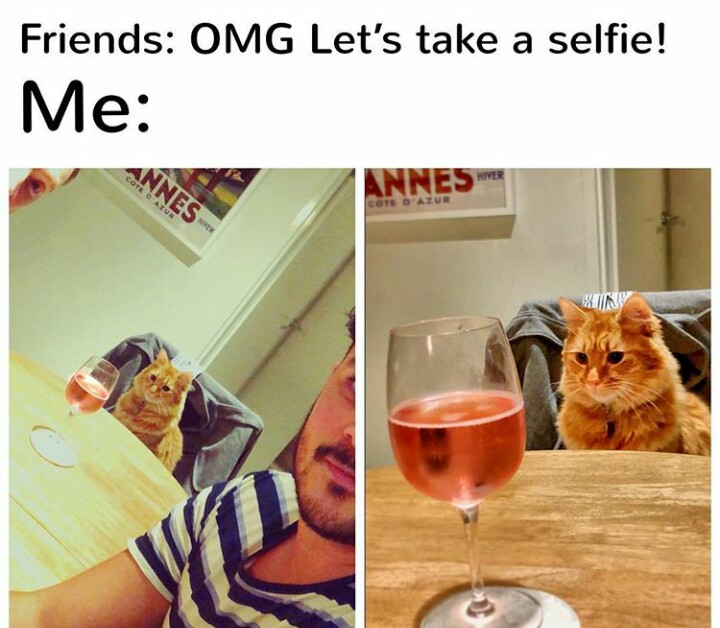 funny cat memes - photo caption - Friends Omg Let's take a selfie! Me Annes Int