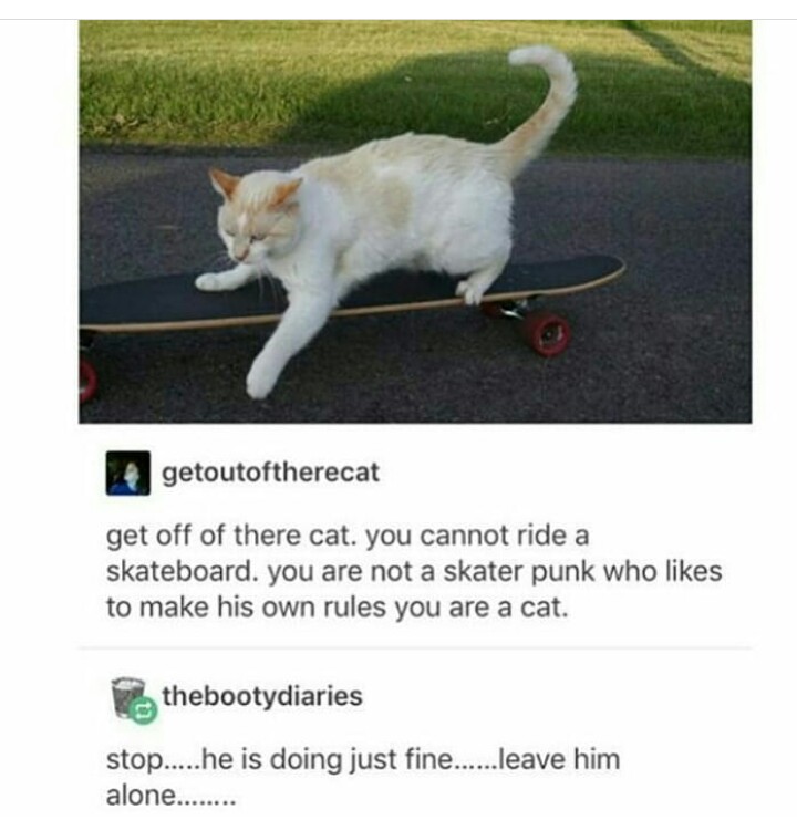 funny cat memes - cat skateboard - getoutoftherecat get off of there cat. you cannot ride a skateboard. you are not a skater punk who to make his own rules you are a cat. thebootydiaries stop.....he is doing just fine......leave him alone........
