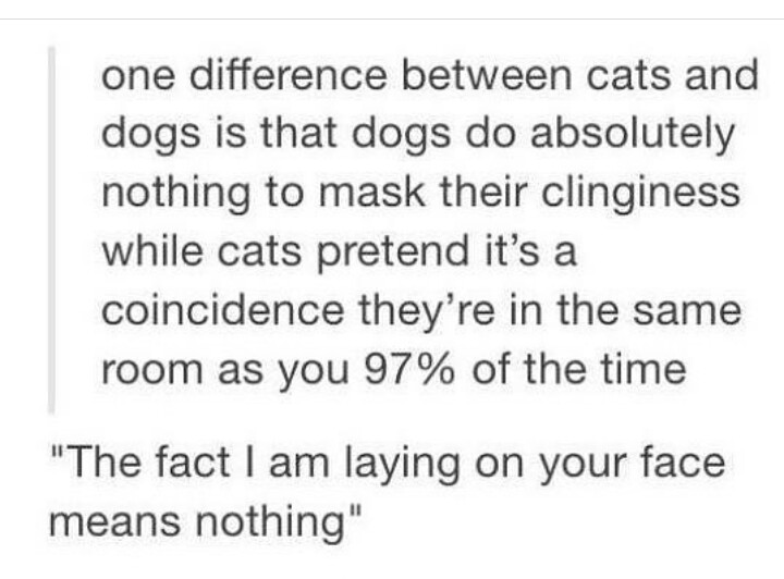 funny cat memes - difference between cats and dogs - one difference between cats and dogs is that dogs do absolutely nothing to mask their clinginess while cats pretend it's a coincidence they're in the same room as you 97% of the time