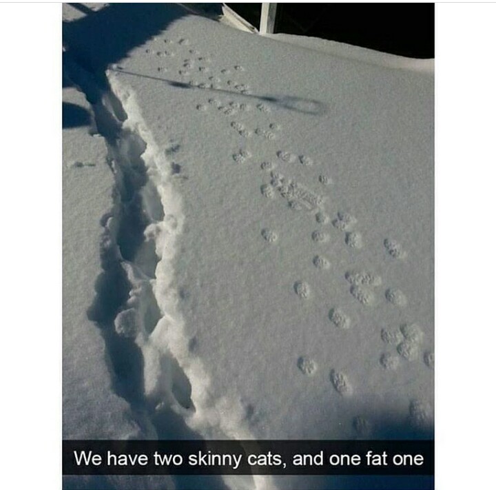 funny cat memes - funny cat snapchats - We have two skinny cats, and one fat one