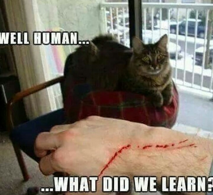 funny cat memes - well human what did we learn - Well Human... ...What Did We Learn?